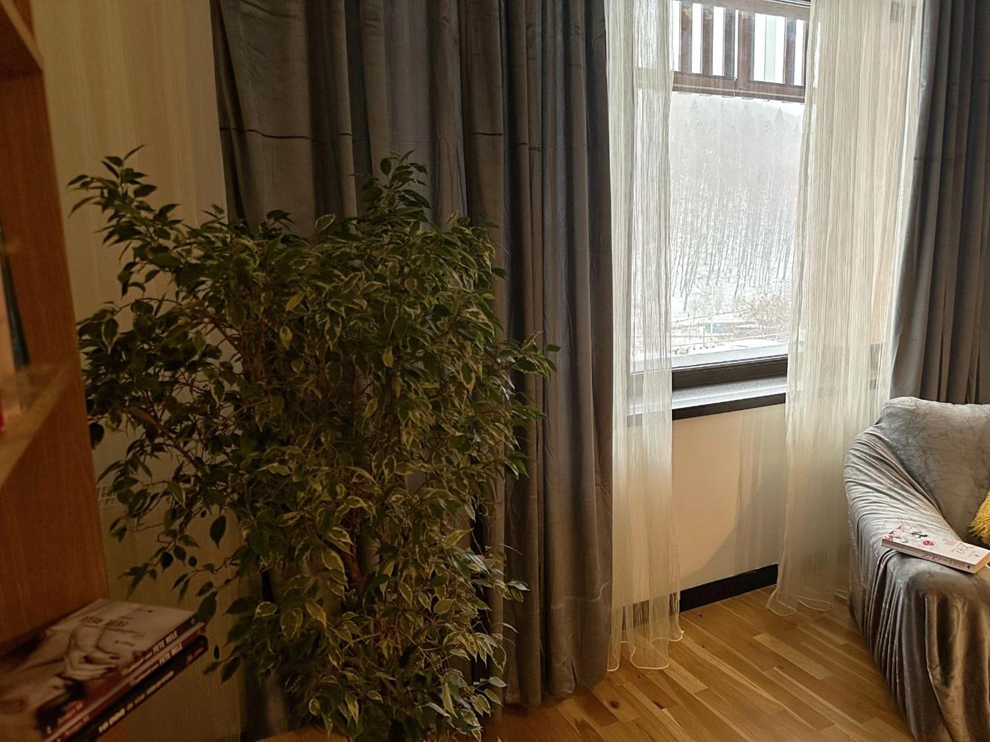 Apartament “La Iepure” Брашов Экстерьер фото